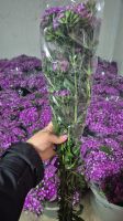 Sweet William