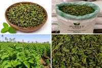 Premium Egyptian Dried Peppermint Leaves