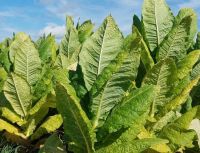 Burley Tobacco