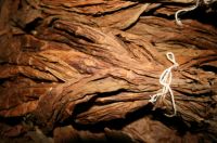 Dark-Fire Cured (DFC) Tobacco