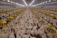 Whole Frozen Chicken Supplier