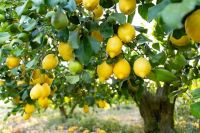 Citrus
