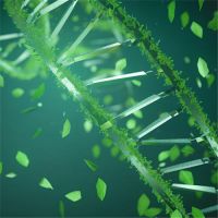 For Biodiese (Lipase