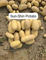 Potato