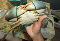 Live Mud Crabs