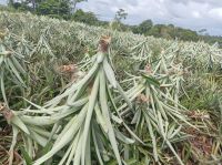Semilla De Pi&Atilde;&plusmn;a