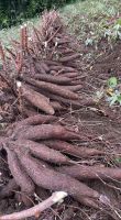 Fresh Cassava
