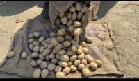 Fresh Kufri JOYTI POTATO