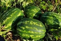 Fresh Melon And Watermelon
