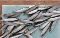 Premium Frozen Whitebait Fish IQF Whole Whitebait Bulk Supplier & Exporter