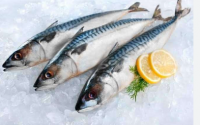 Premium Frozen Mackerel Fish IQF Whole Mackerel Bulk Supplier & Exporter