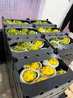 PITAHAYA AMARILLA