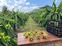 Pitahaya Roja Pulpa Blanca Y Pulpa