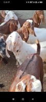GOATS AND SHEEP'S