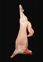 Yanchi Tan Lamb