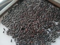 VIETNAM BLACK RICE
