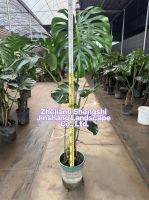 Monstera Deliciosa