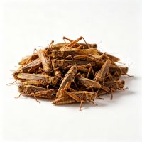 Wholesale Dried Crickets High Protein Insect Feed
