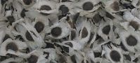 Moringa PKM1 seeds 