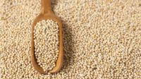 Indian Origin Millet (Bajra)