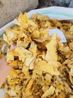 FCV virginia Tobacco