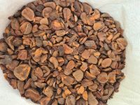 dried kola nuts seeds