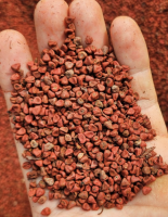 annatto seeds