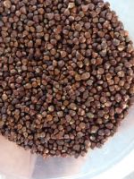 Grains of paradise - Aframomum melegueta