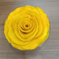Soft Chewy Dried Mango Slices from Vietnam Ripe Tropical Fruit Sweet Mango Snack for Bakery Dessert Cereal and Food Applications