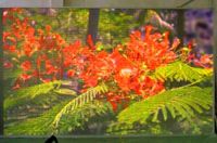 outdoor full colour led display