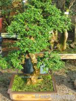 Sell Carmona bonsai