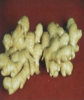 Ginger