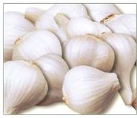 Garlic ("china Top Brand&quot
