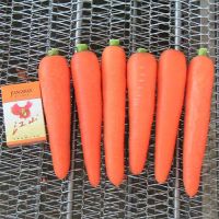 Carrot ('famous In China&quot
