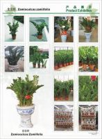 Zamiioculcas Zamiifolia 2