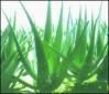 Aloe Vera Extract