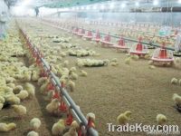 Automatic Poultry Equipment