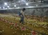 automatic poutlry farm equpment