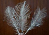 Burnt Goose Nageoires Feather 6&amp