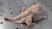 Hen meat, Poultry