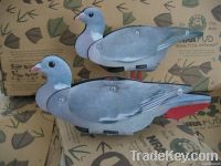 WOOD PIGEON
