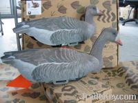 WHITE FRONT GOOSE