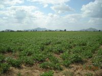 10000 acre land for lease andsale in rajasthan