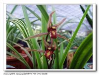Orchid Houseplant