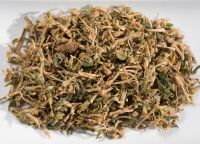 Sceletium Tortuosum ( Kanna) fermented