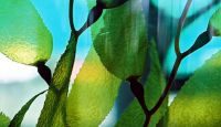 Kelp P.E