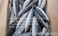 Frozen Pacific Mackerel 