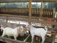 Boer goats