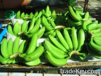 Cavendish Banana