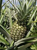 Pineapple 